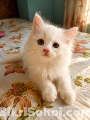 Persian Cat
